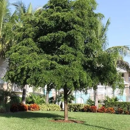 thumbnail for publication: Terminalia buceras: Black Olive